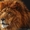 Video Lion Studio #586932