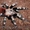  Brachypelma vagans  #1116967